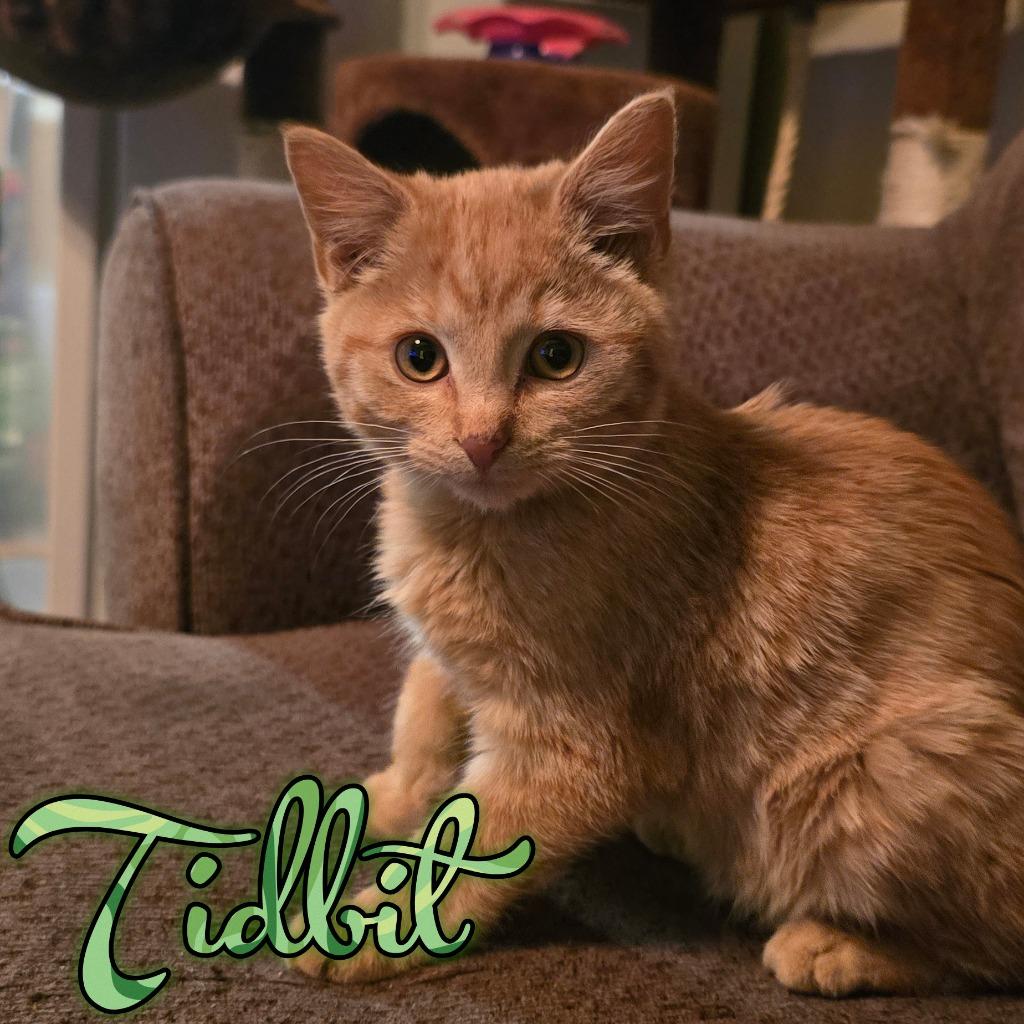 Enlarge Tidbit, a Adoptable Domestic Short Hair in Hillsboro, OH image 1/1