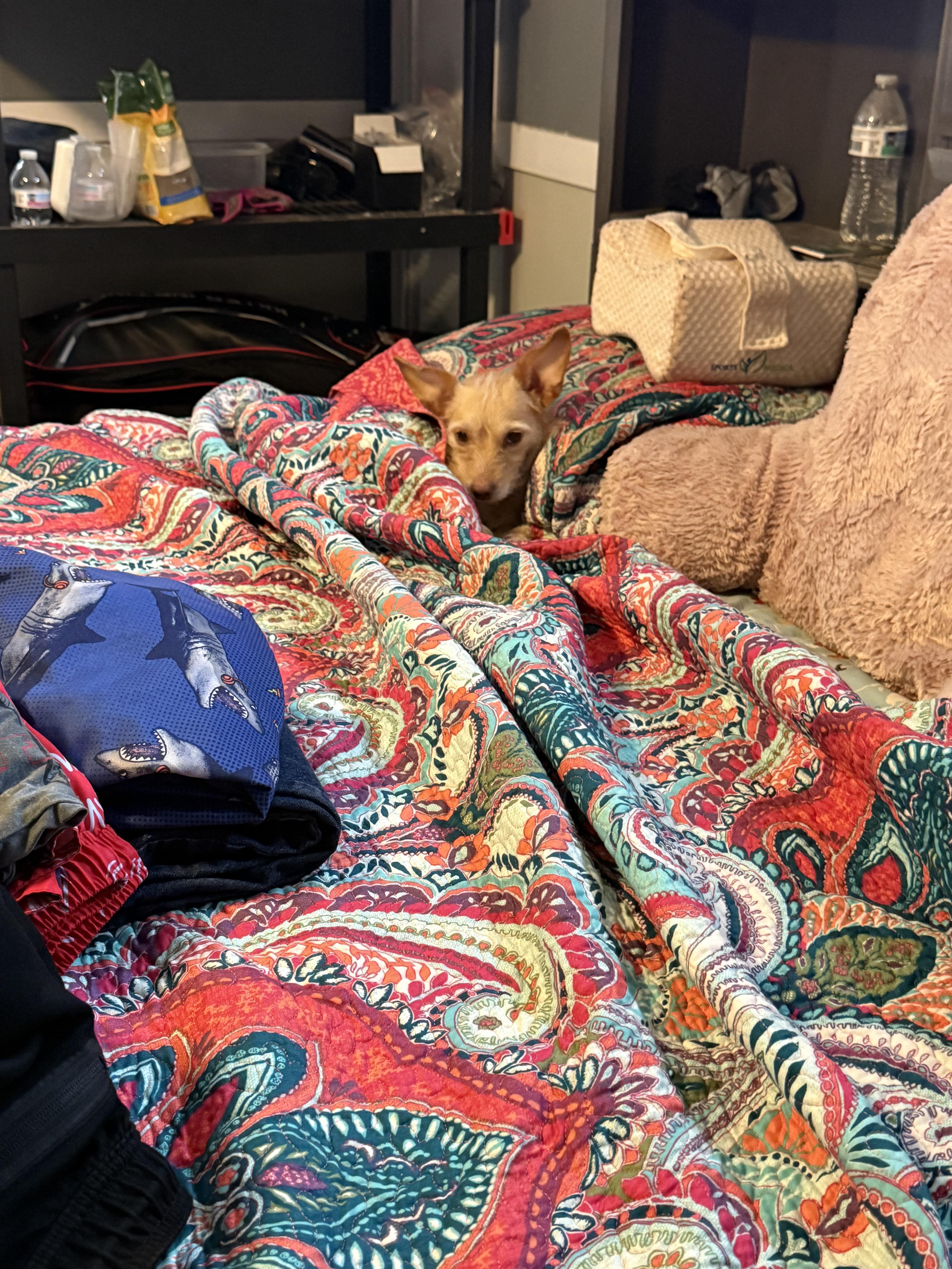 Marion Macaroni thumbnail 2