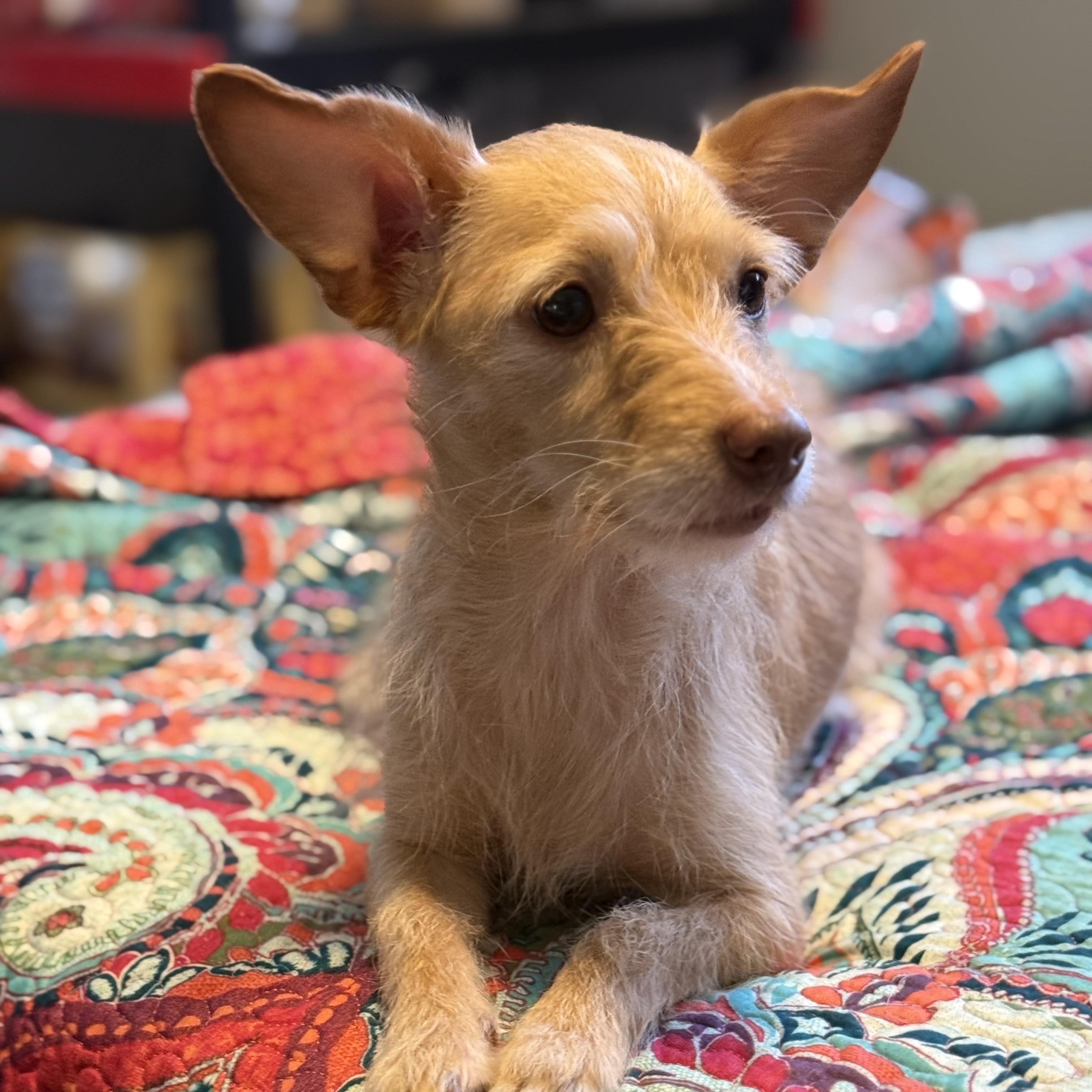 Marion Macaroni thumbnail 3