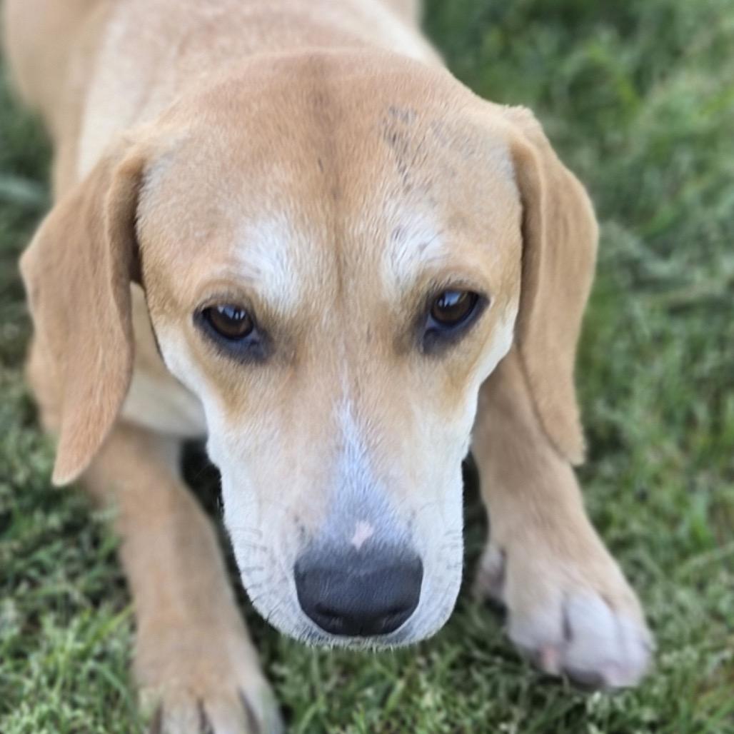 LUCY - Beagle / Labrador Retriever for adoption in Birmingham