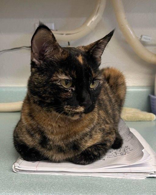 Enlarge Amy, an adopted Tortoiseshell in Mesquite, NV image 2/3