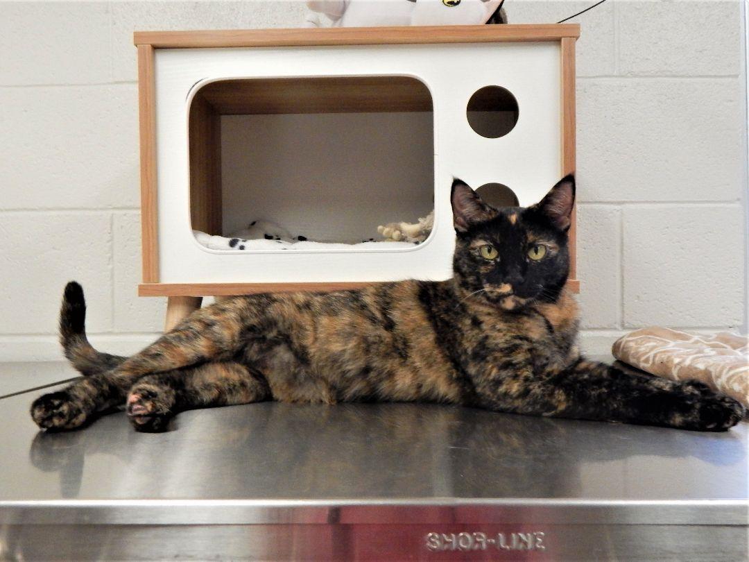 Enlarge Amy, an adopted Tortoiseshell in Mesquite, NV image 3/3