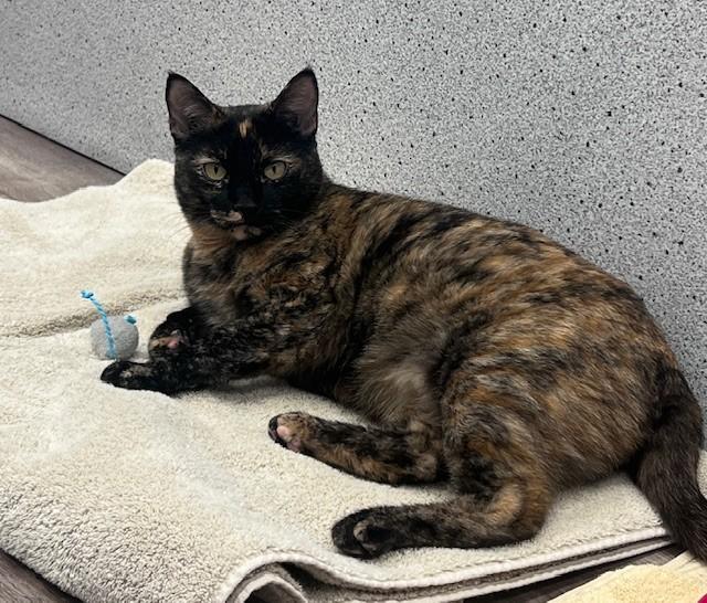 Enlarge Amy, an adopted Tortoiseshell in Mesquite, NV image 1/3