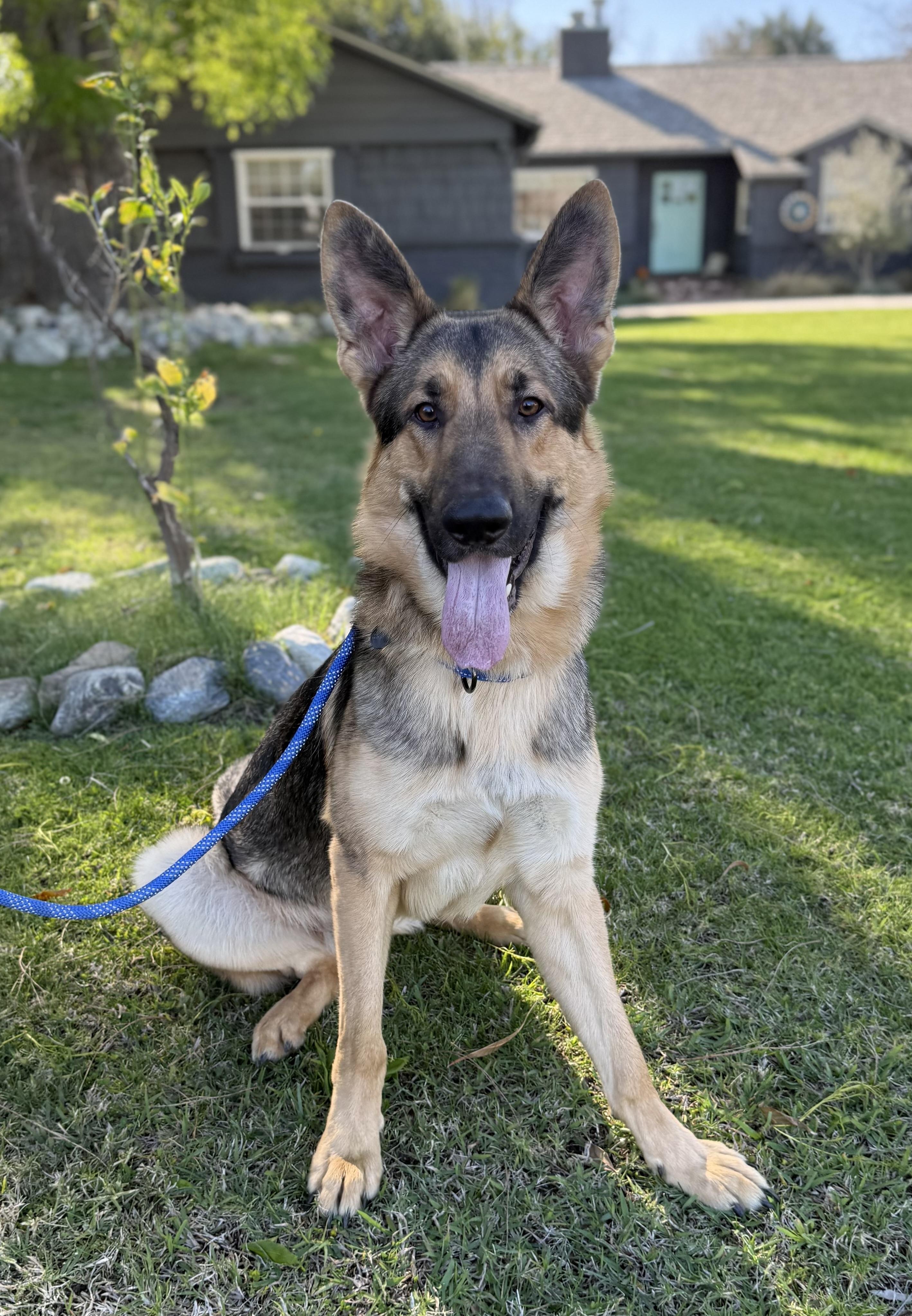 Enlarge MAVERICK, a ADOPTABLE German Shepherd Dog in Los Angeles, CA image 1/1