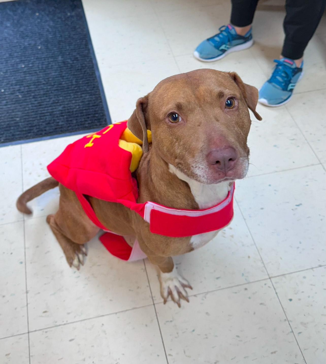 Honey G, a Adoptable Mixed Breed in Dyersburg, TN image 2/5