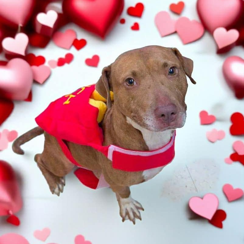 Honey G, Adult Female Mixed Breed