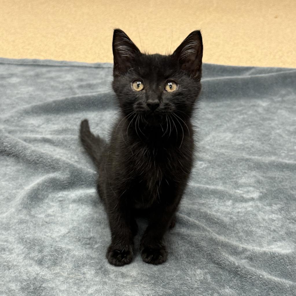 Shirley, a Adoptable mixed breed in Brenham, TX image 5/6