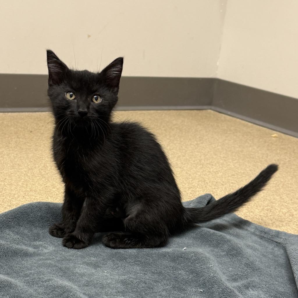 Shirley, a Adoptable mixed breed in Brenham, TX image 2/6