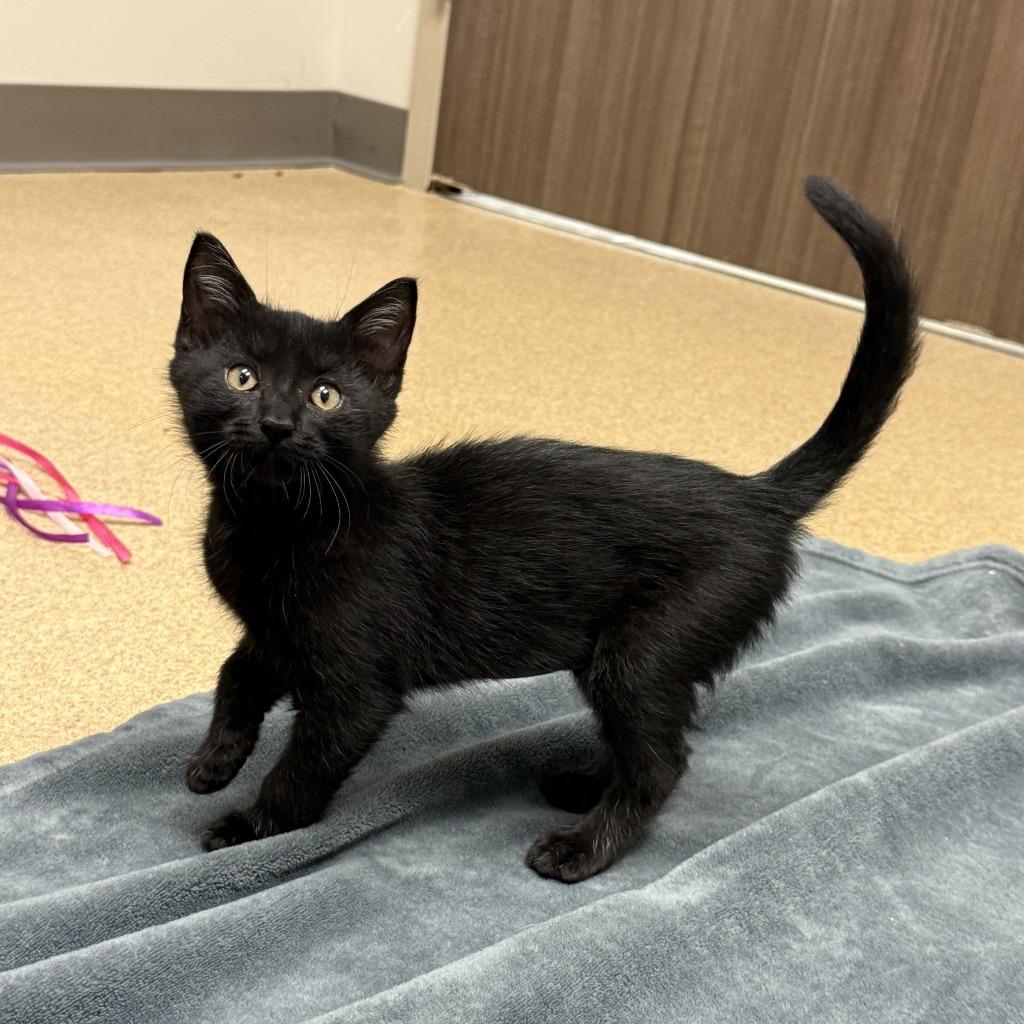 Shirley, a Adoptable mixed breed in Brenham, TX image 6/6