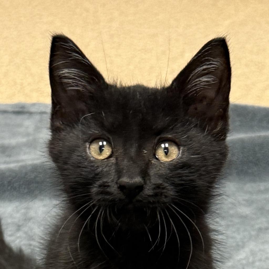 Shirley, Adoptable, Kitten Female Domestic Short Hair.