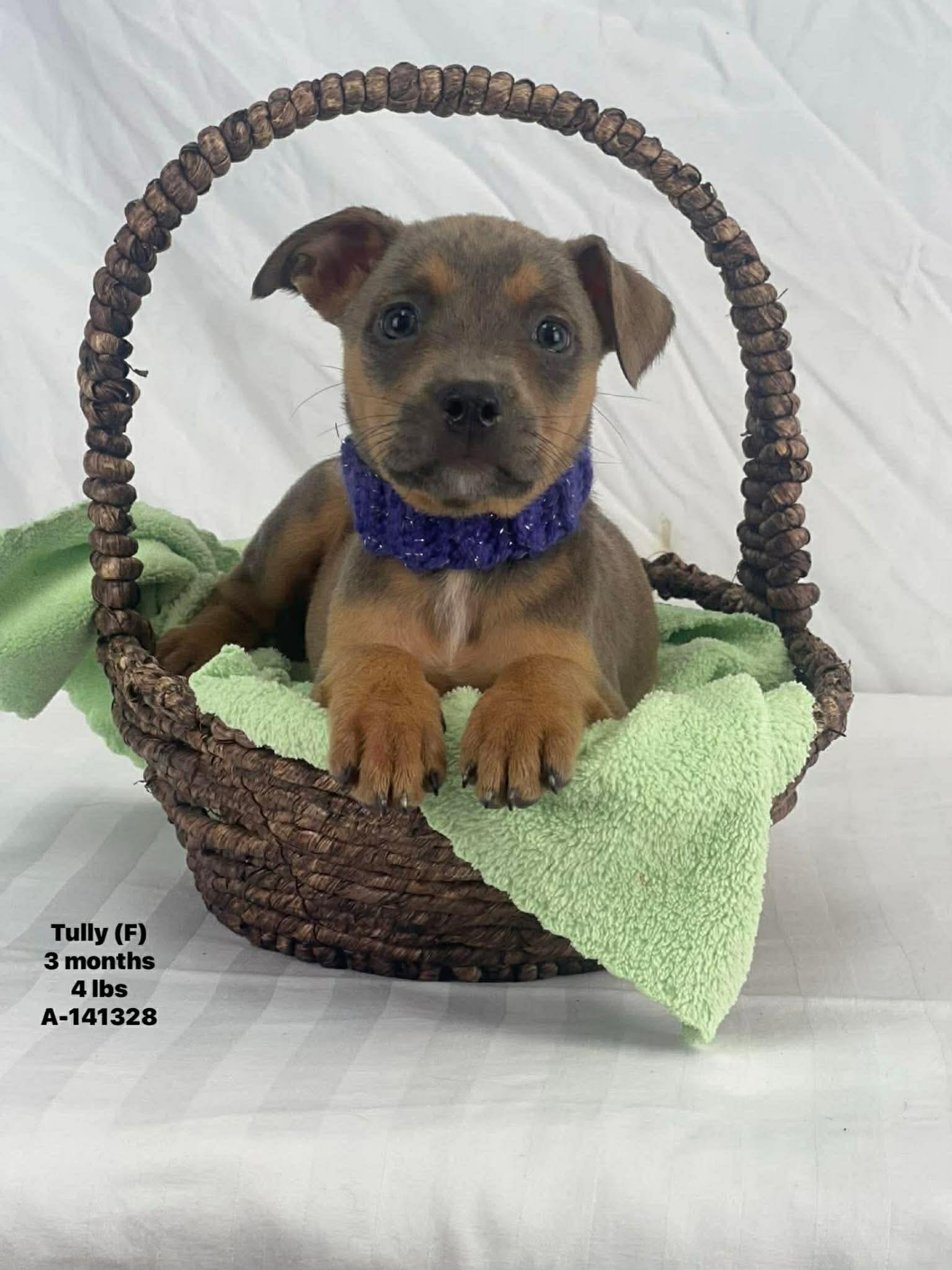 Enlarge Tully the mixed breed puppy, a Adoptable mixed breed in Muskego, WI image 1/1