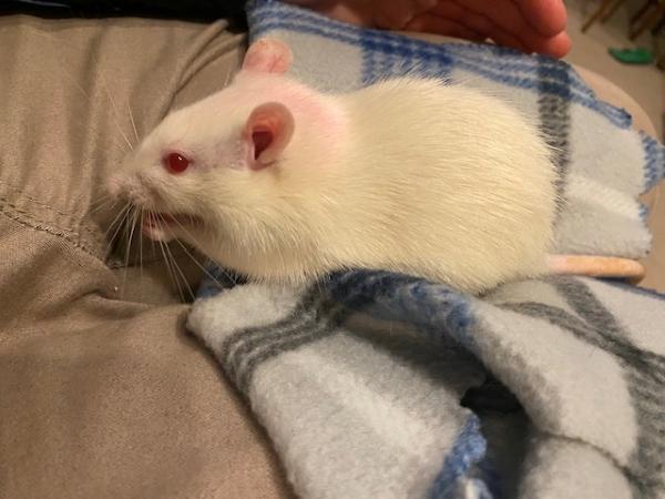 Bean & Sprout, a Adoptable Rat in Townshend, VT image 1/5