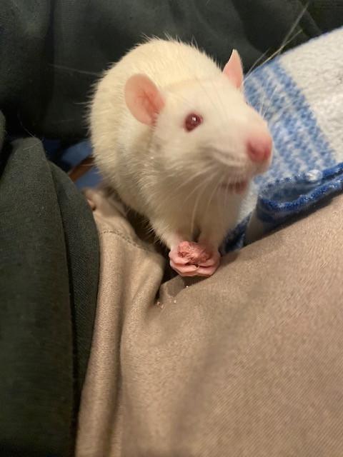 Bean & Sprout, a Adoptable Rat in Townshend, VT image 2/5