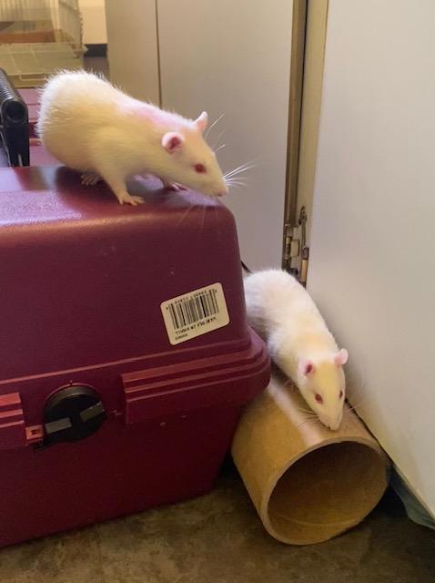 Bean & Sprout, a Adoptable Rat in Townshend, VT image 3/5