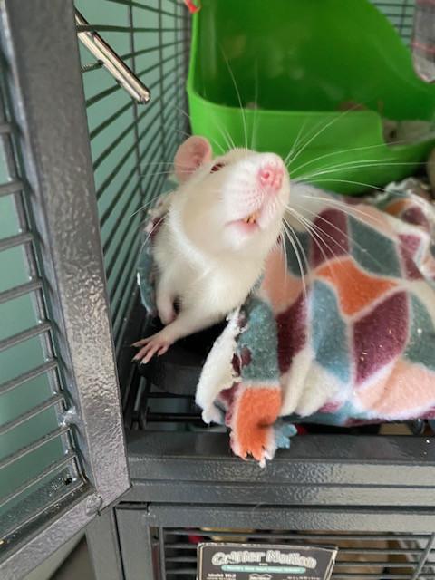 Bean & Sprout, a Adoptable Rat in Townshend, VT image 4/5