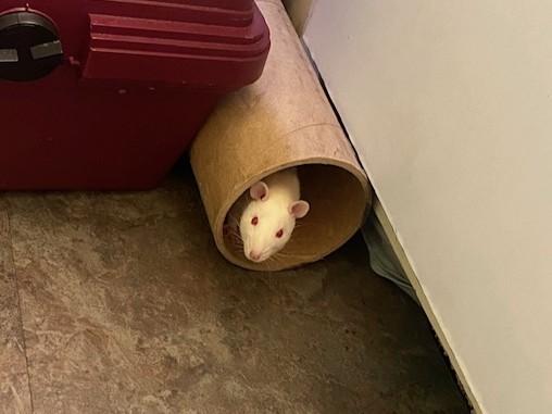 Bean & Sprout, a Adoptable Rat in Townshend, VT image 5/5