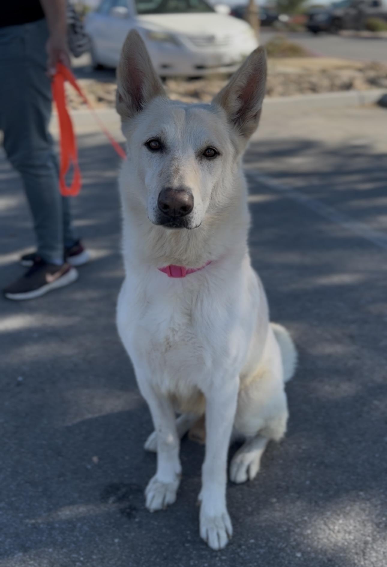 Atlas, Adoptable, Adult Male German Shepherd Dog.