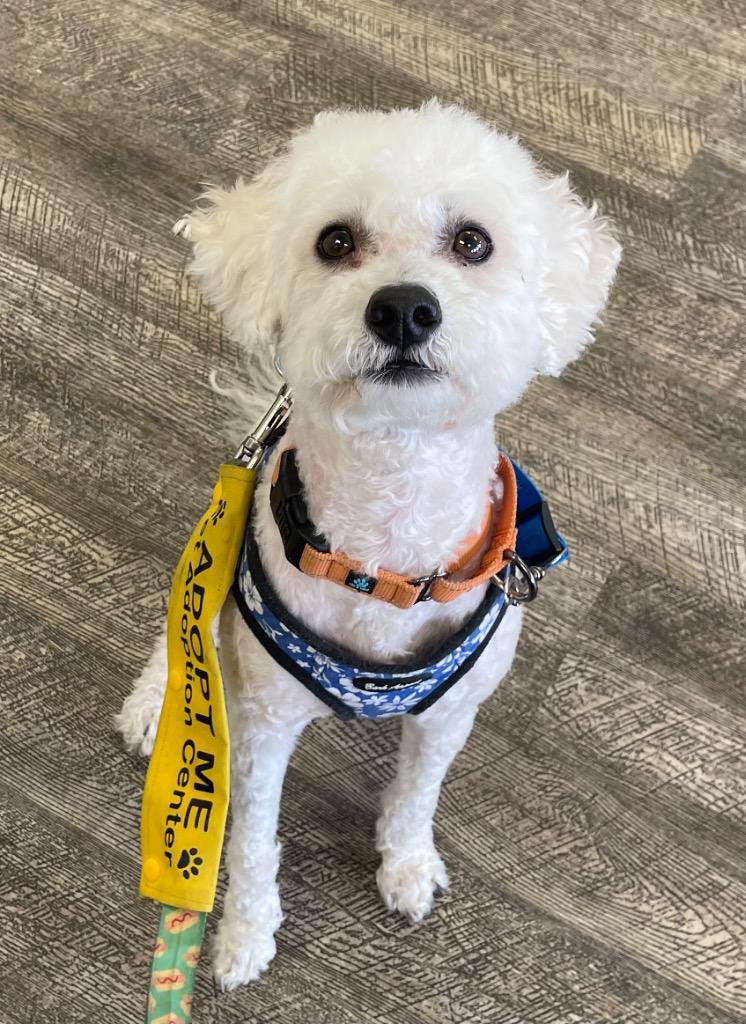 Milo the Poodle, Adoptable, Young Male Poodle.