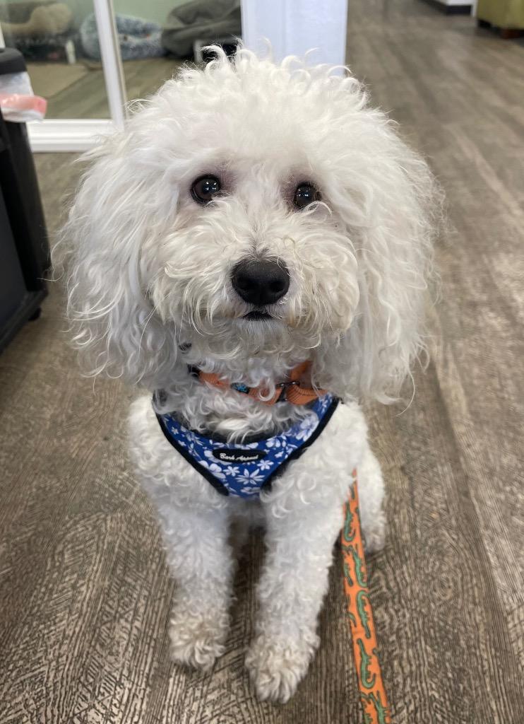 Milo the Poodle, Adoptable, Young Male Poodle.
