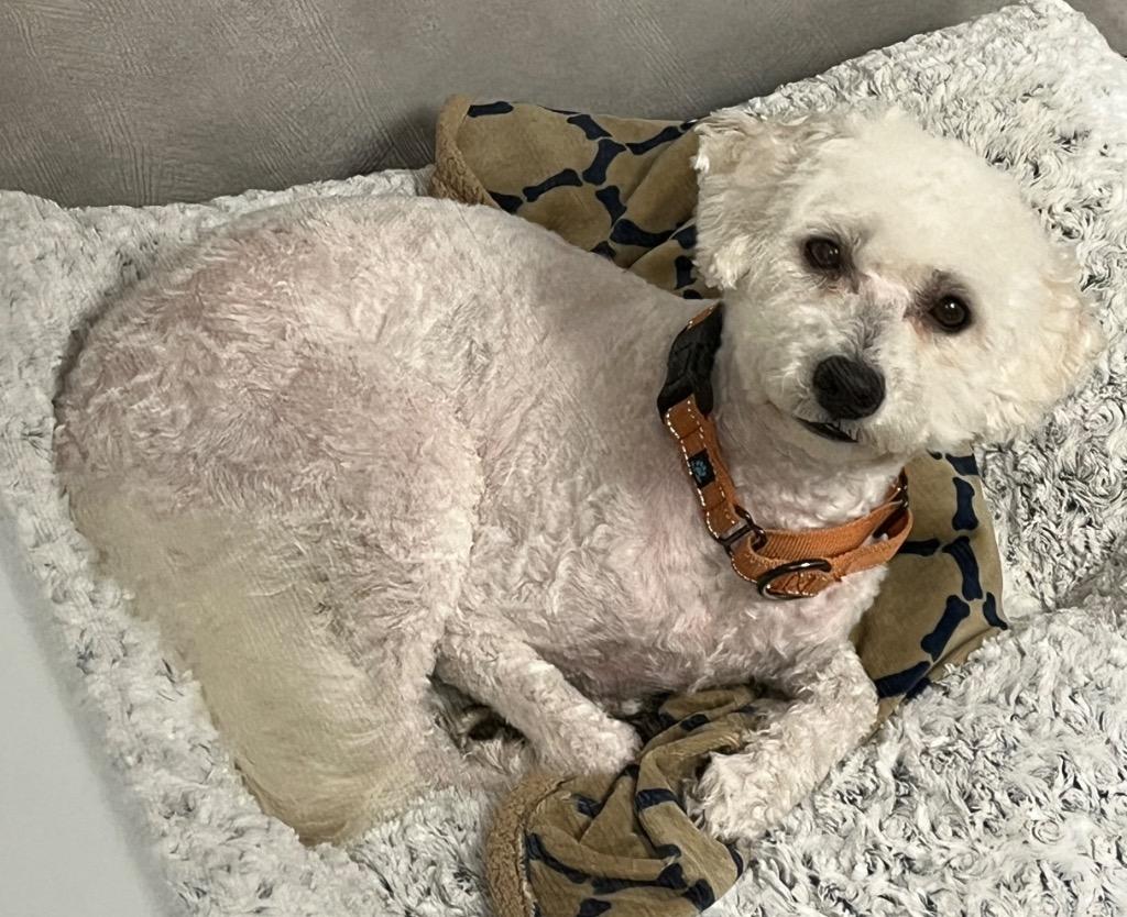 Milo the Poodle, a Adoptable mixed breed in Lake Forest, CA image 2/2