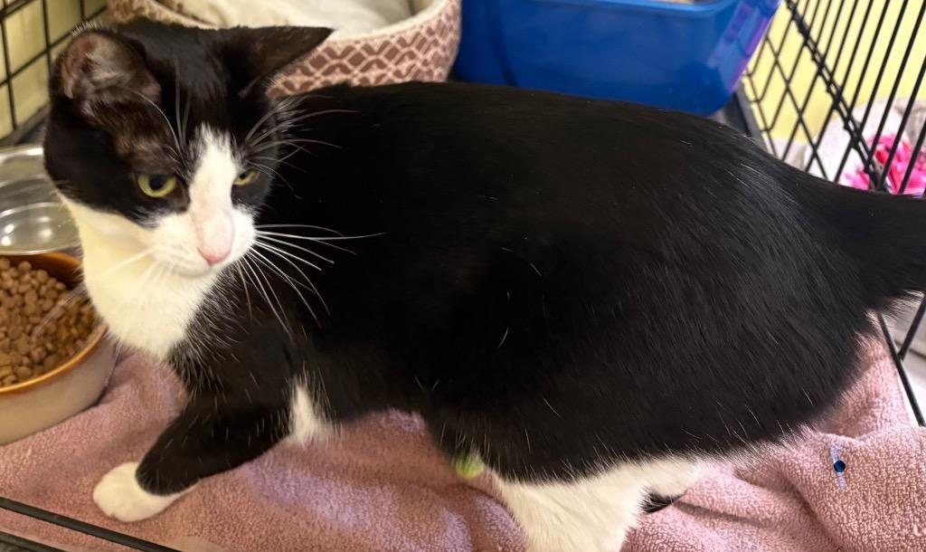 ALEXIS, Adoptable, Senior Female Domestic Short Hair.