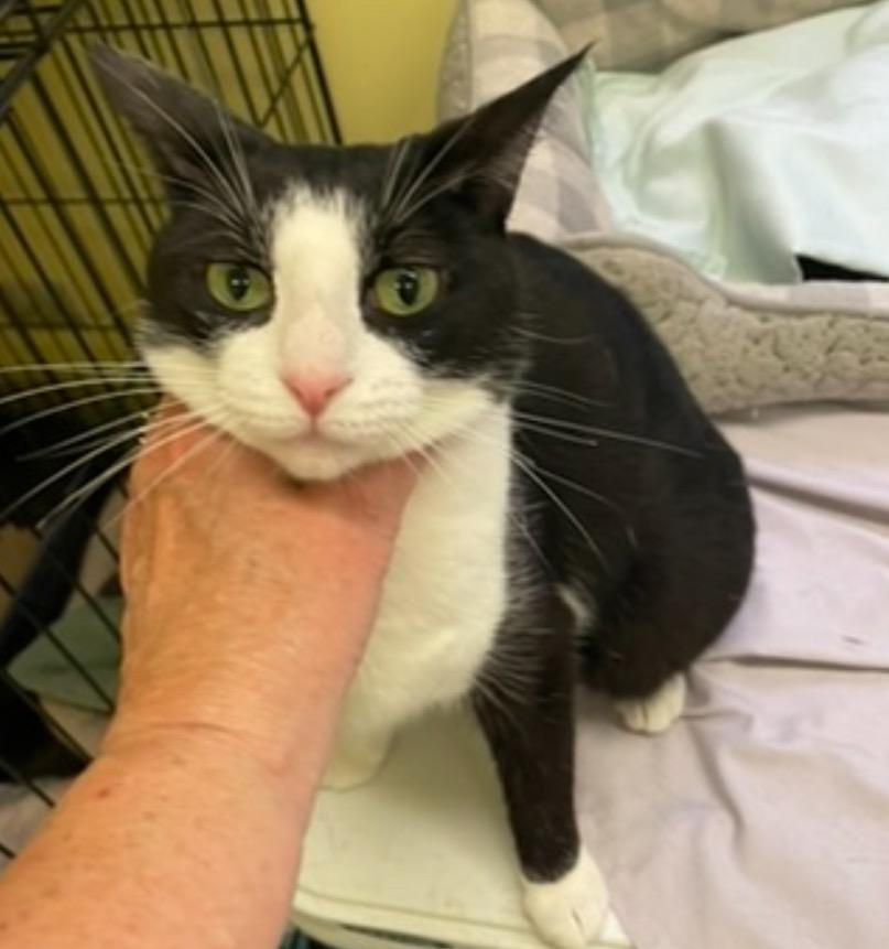 ALEXIS, Adoptable, Senior Female Domestic Short Hair.