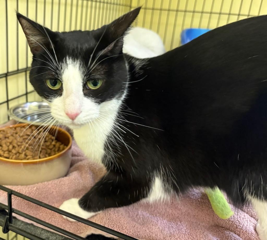 Enlarge ALEXIS, a Adoptable mixed breed in Muskegon, MI image 2/6