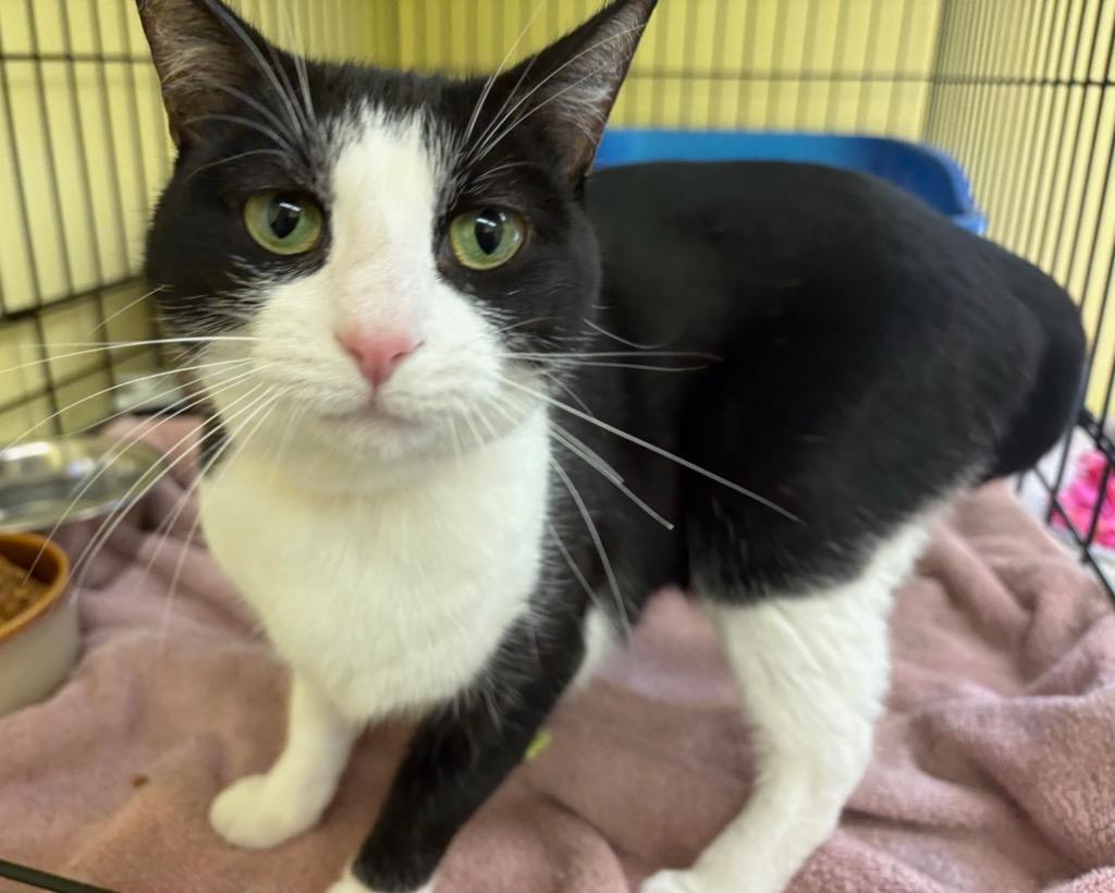 Enlarge ALEXIS, a Adoptable mixed breed in Muskegon, MI image 4/5