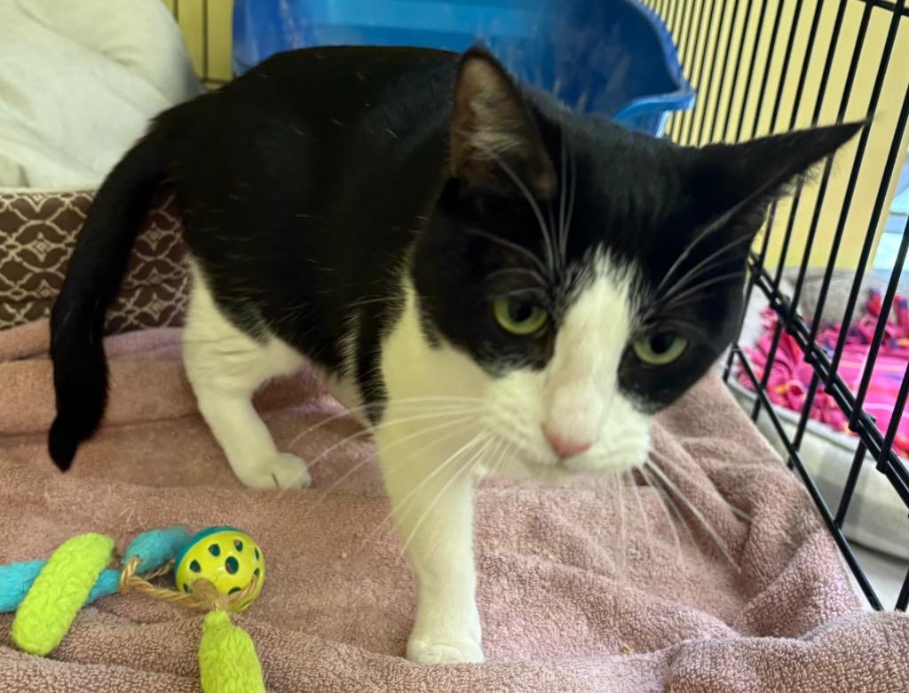 Enlarge ALEXIS, a Adoptable mixed breed in Muskegon, MI image 5/5