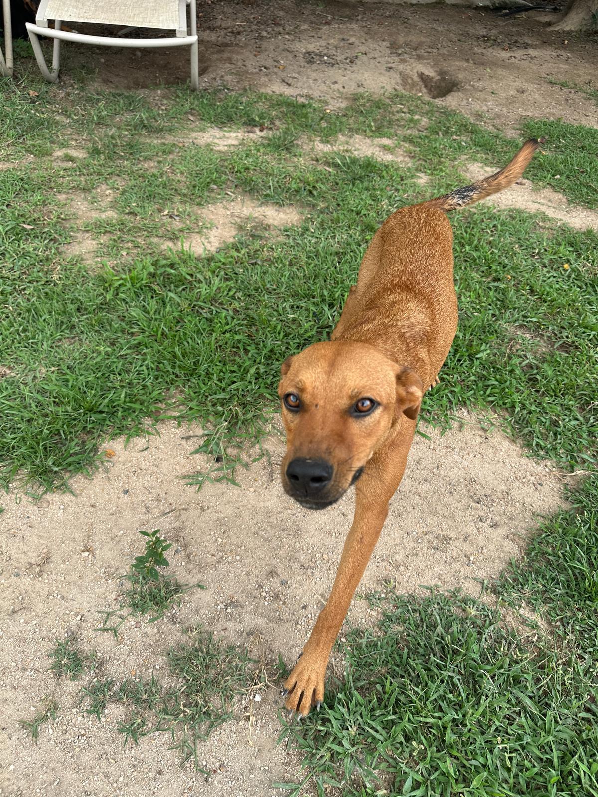 Peony — thumbnail 2