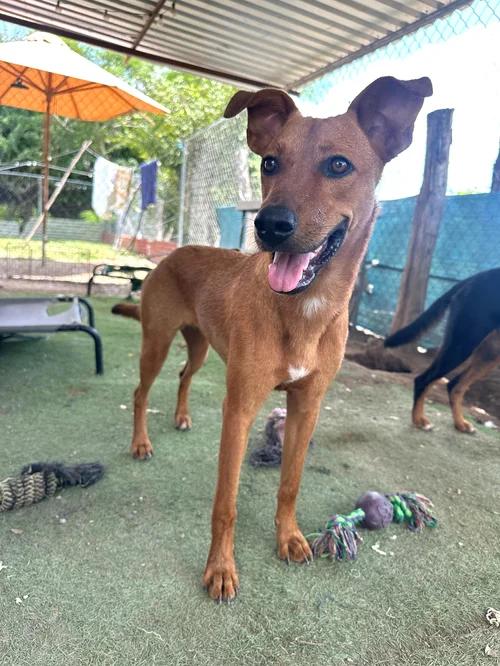 Peony — thumbnail 3