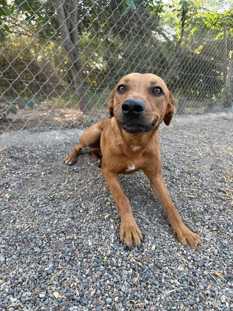 Peony — thumbnail 5