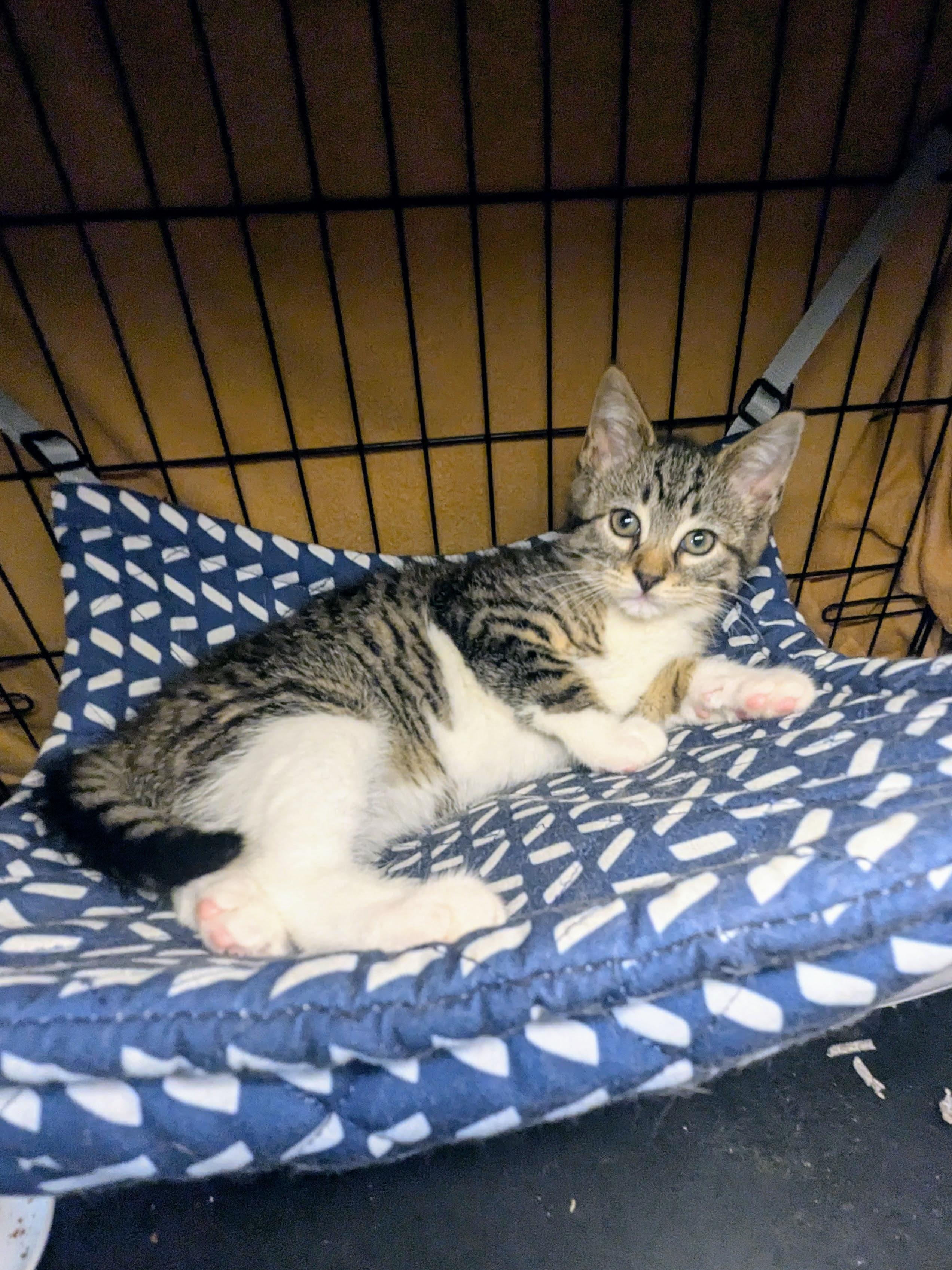 Henny, a ADOPTABLE American Shorthair in Brooklyn, NY image 5/5