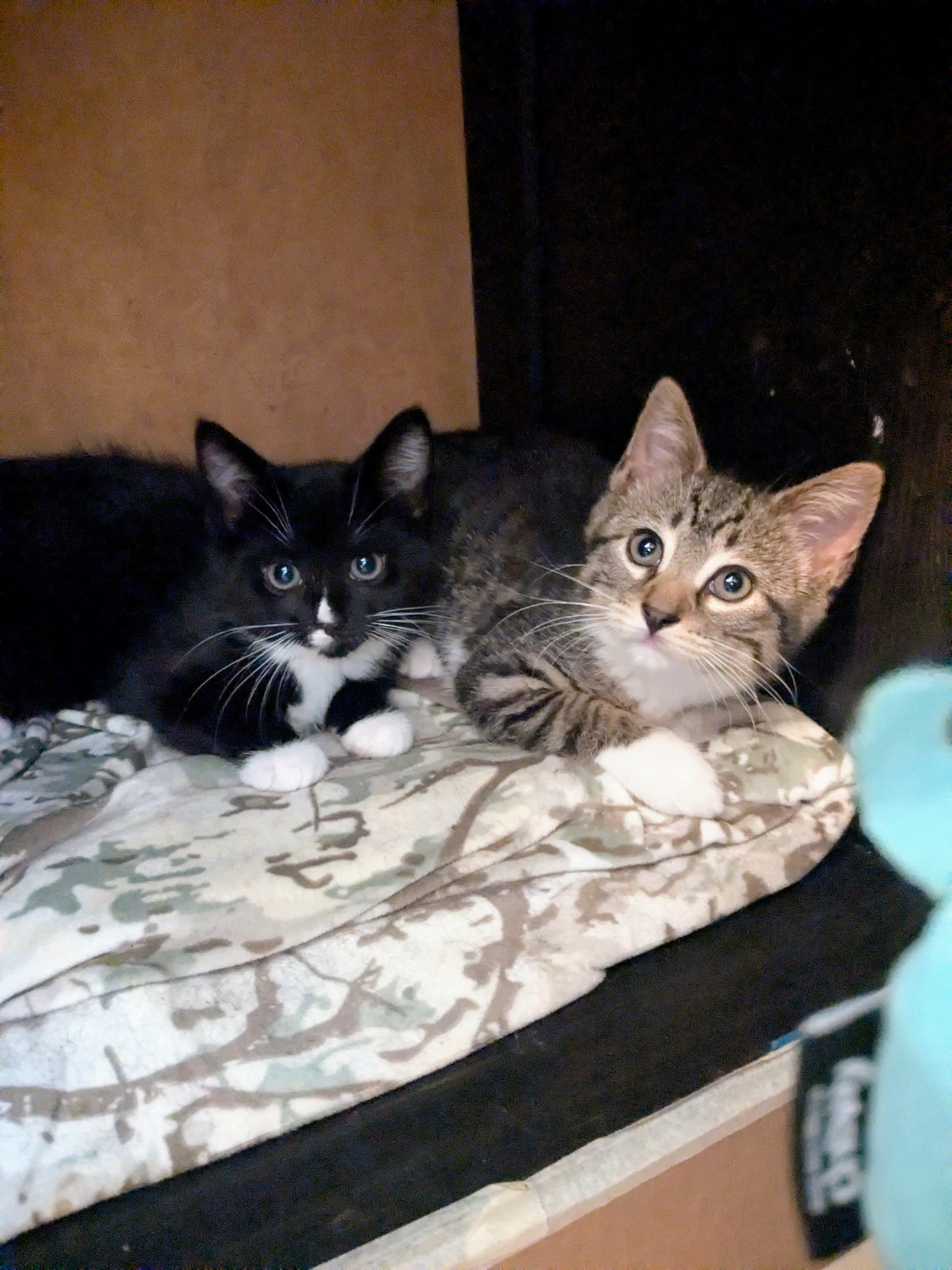 Henny, a ADOPTABLE American Shorthair in Brooklyn, NY image 4/5
