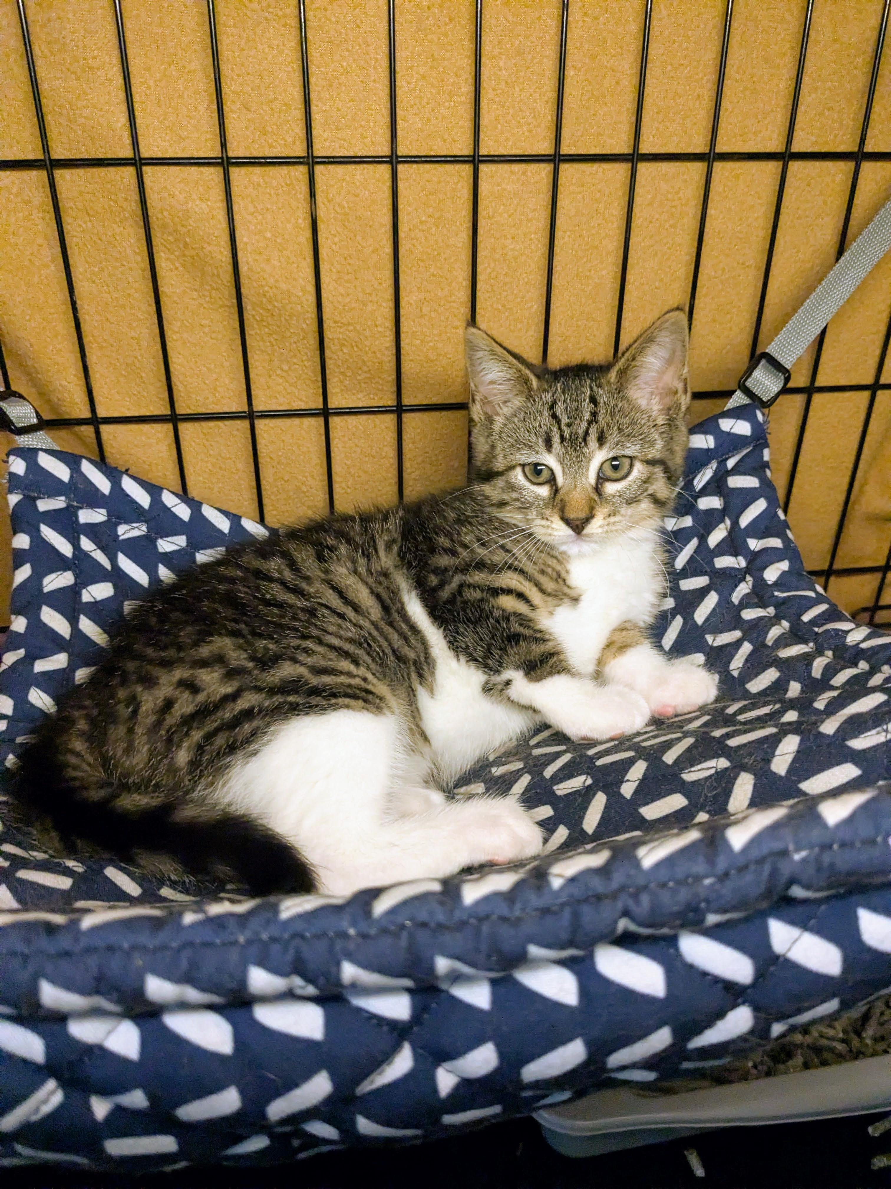 Henny, ADOPTABLE, Kitten Female American Shorthair.
