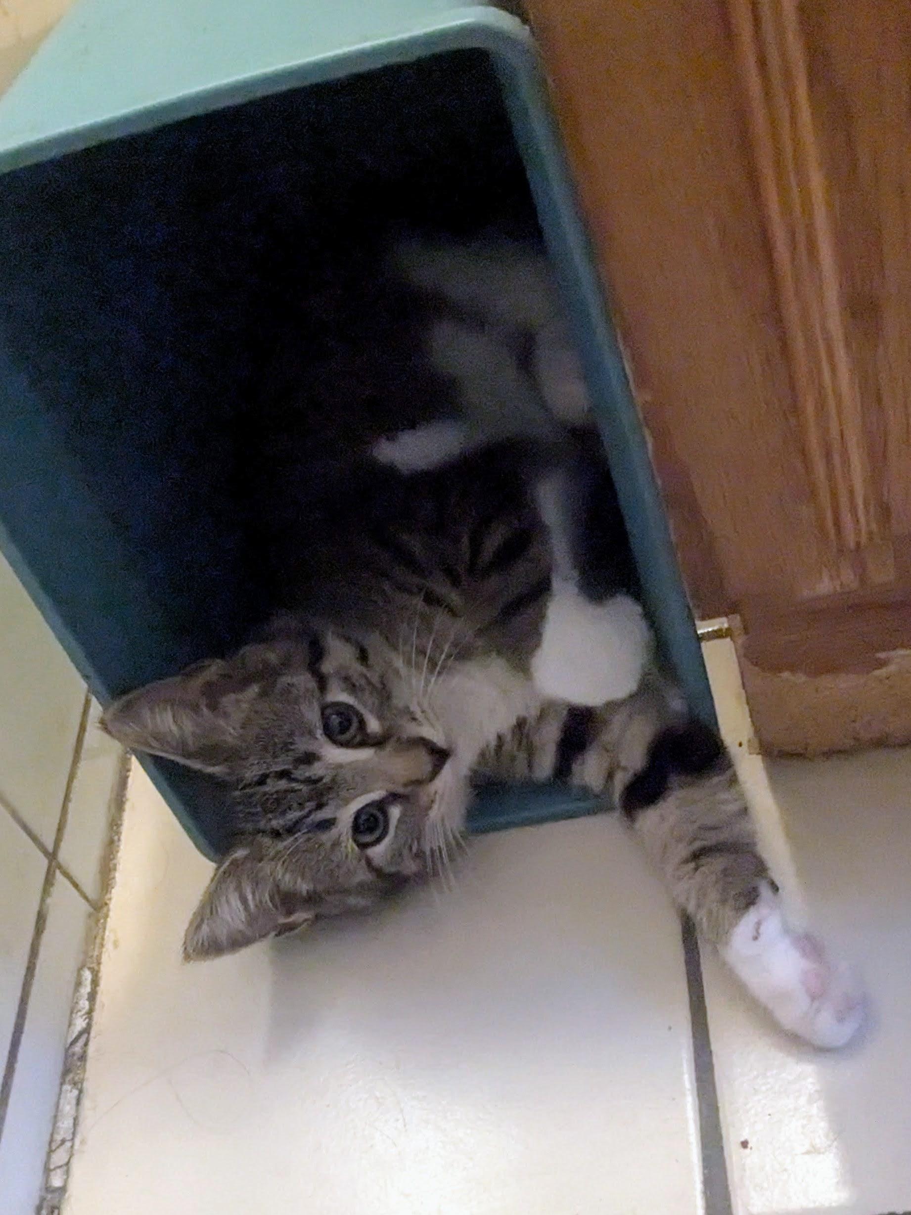 Henny, a ADOPTABLE American Shorthair in Brooklyn, NY image 2/5