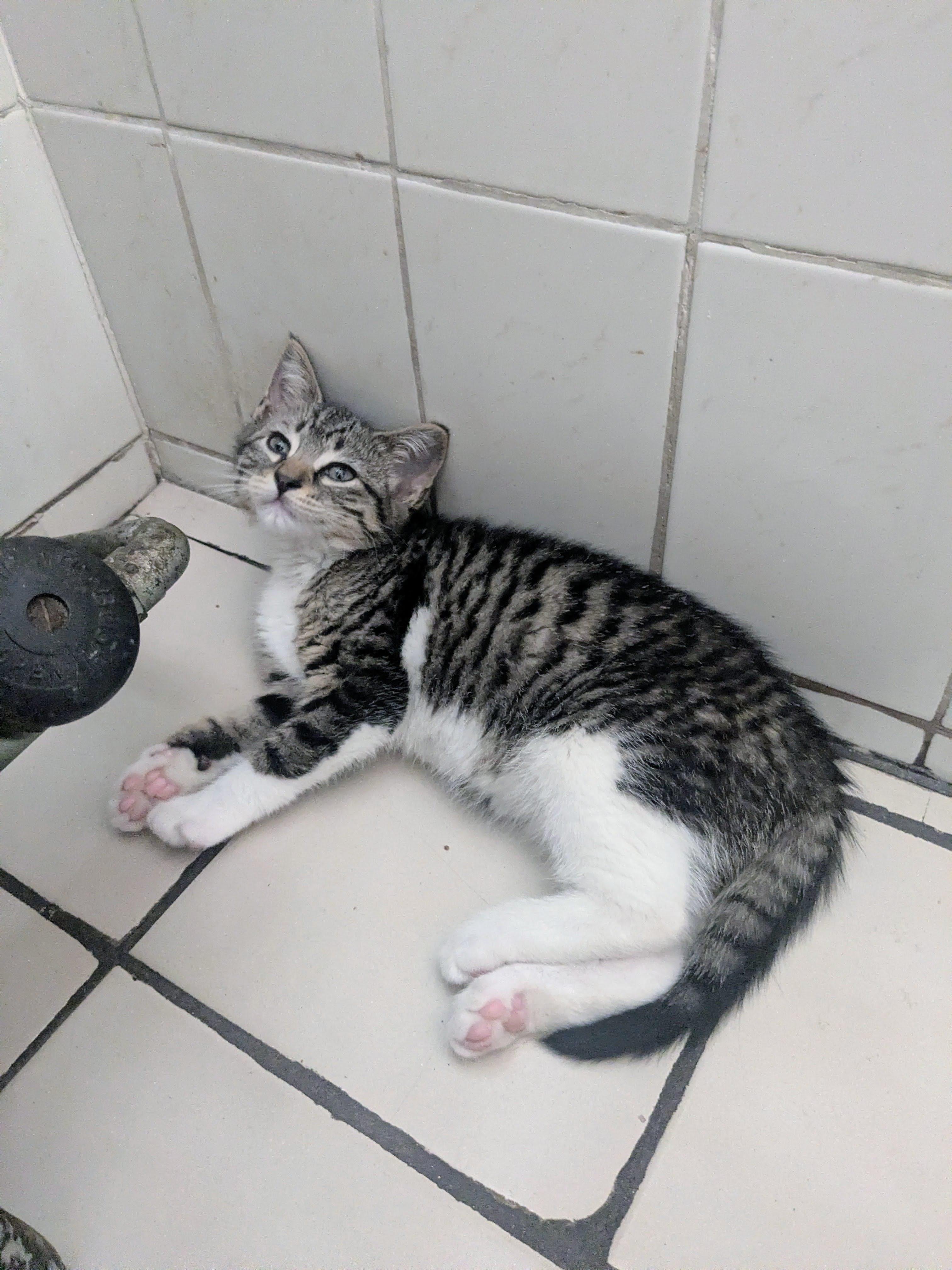 Henny, a ADOPTABLE American Shorthair in Brooklyn, NY image 3/5