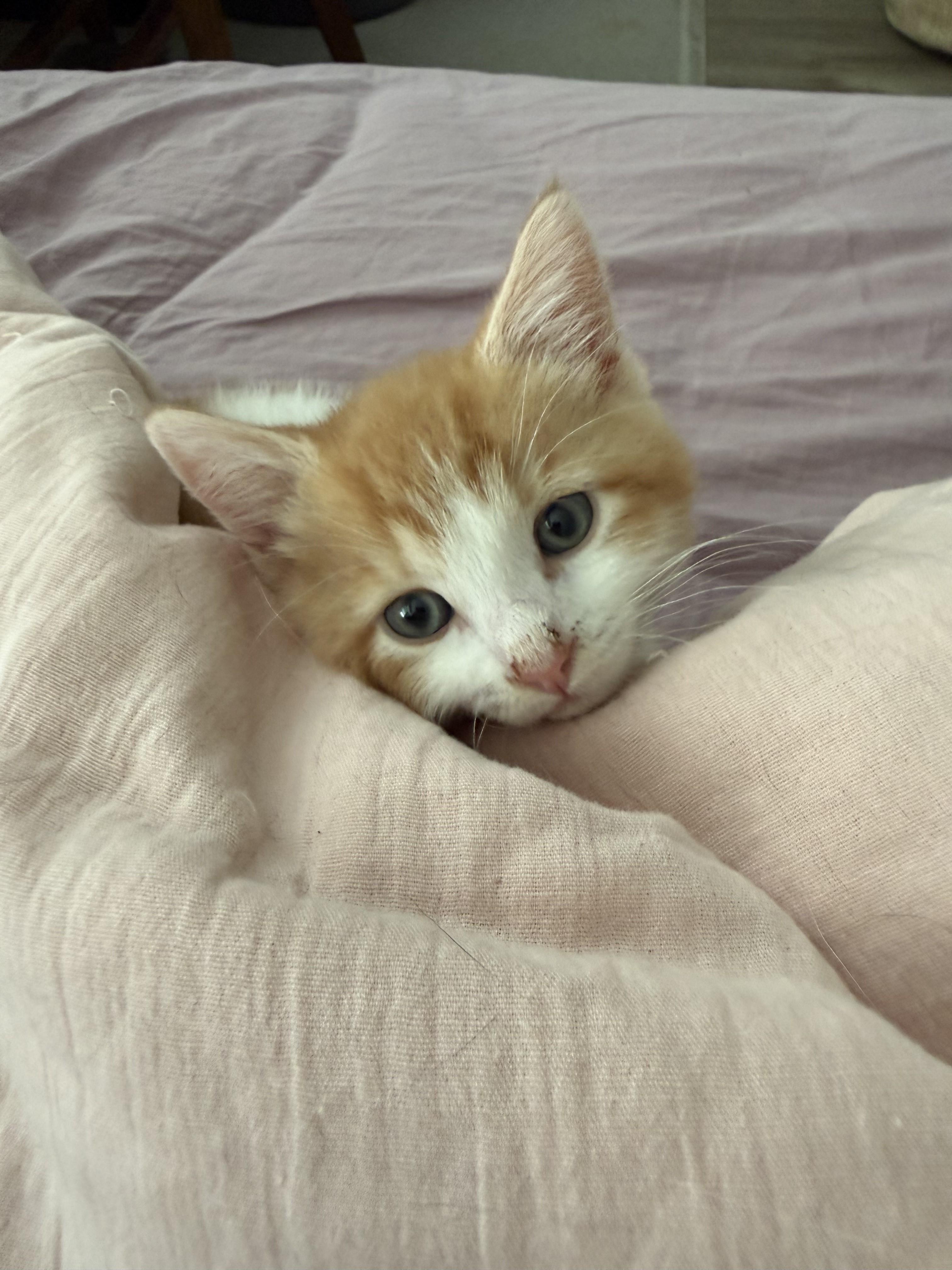 Enlarge Here Comes Wyatt-Ready for his Forever Home, a Adoptable Tabby in Laurel, MD image 2/5