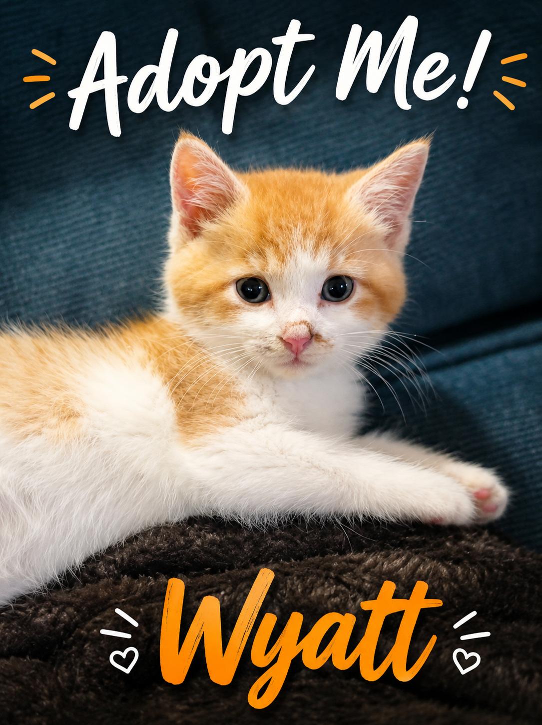 Enlarge Here Comes Wyatt-Ready for his Forever Home, a Adoptable Tabby in Laurel, MD image 1/5