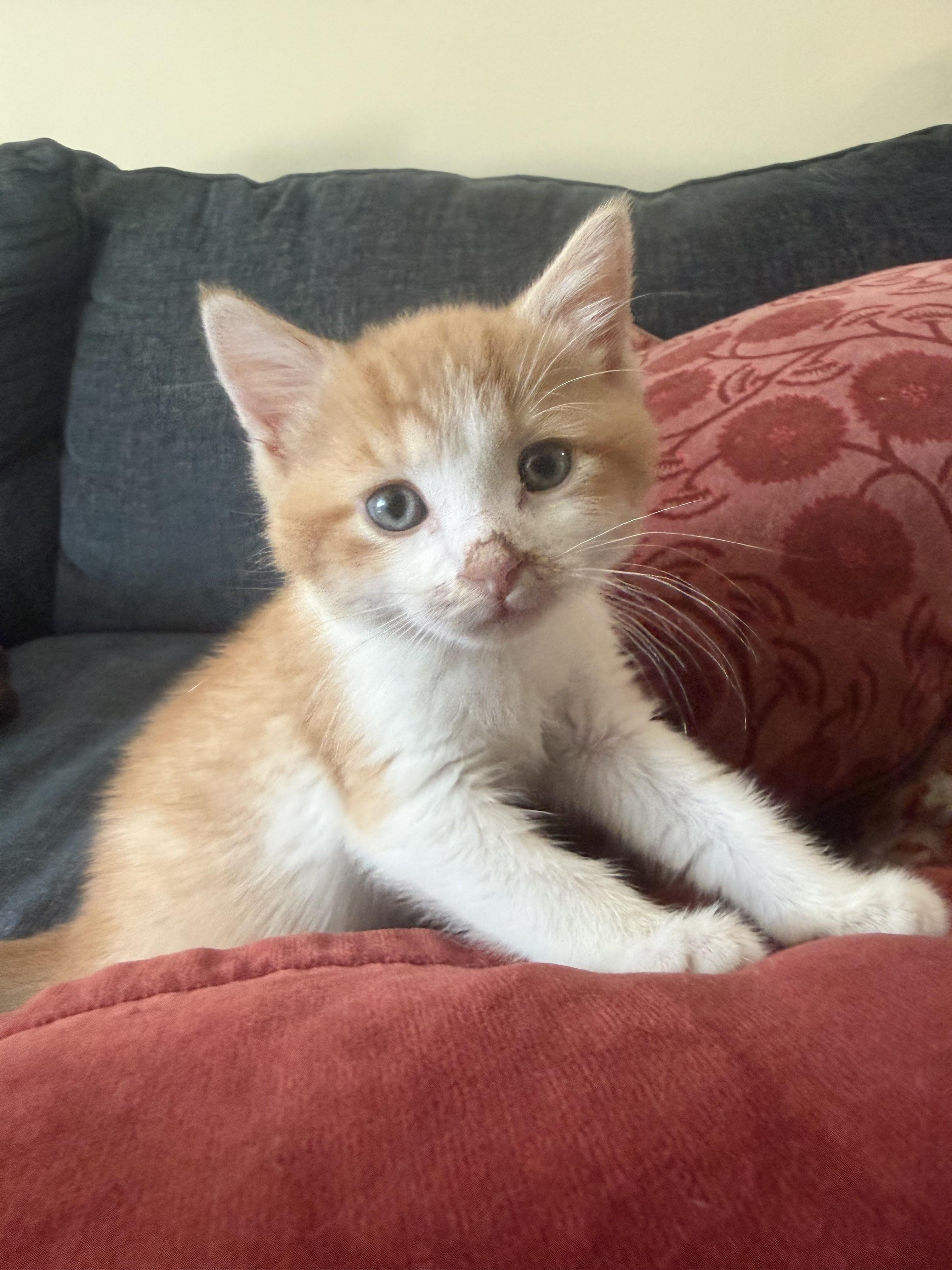 Enlarge Here Comes Wyatt-Ready for his Forever Home, a Adoptable Tabby in Laurel, MD image 4/5