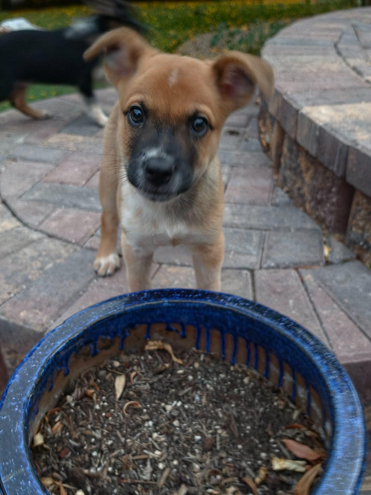 MacKenzie, Adoptable, Puppy Male Australian Cattle Dog / Blue Heeler & Mixed Breed.