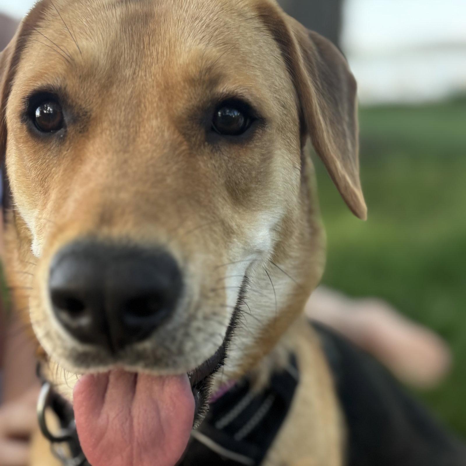 Enlarge Chai, a Adoptable Shepherd in Fargo, ND image 1/3