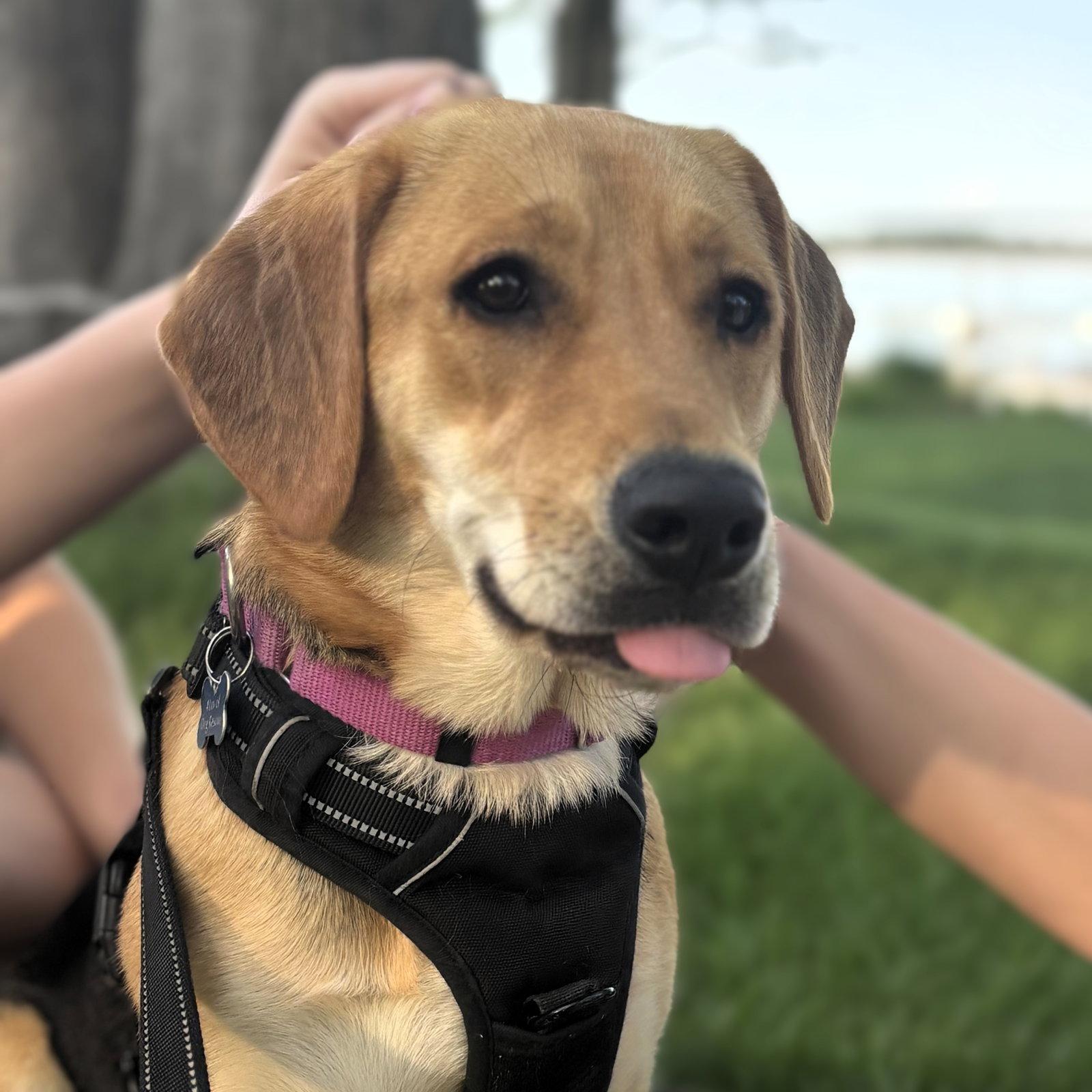Enlarge Chai, a Adoptable Shepherd in Fargo, ND image 2/3