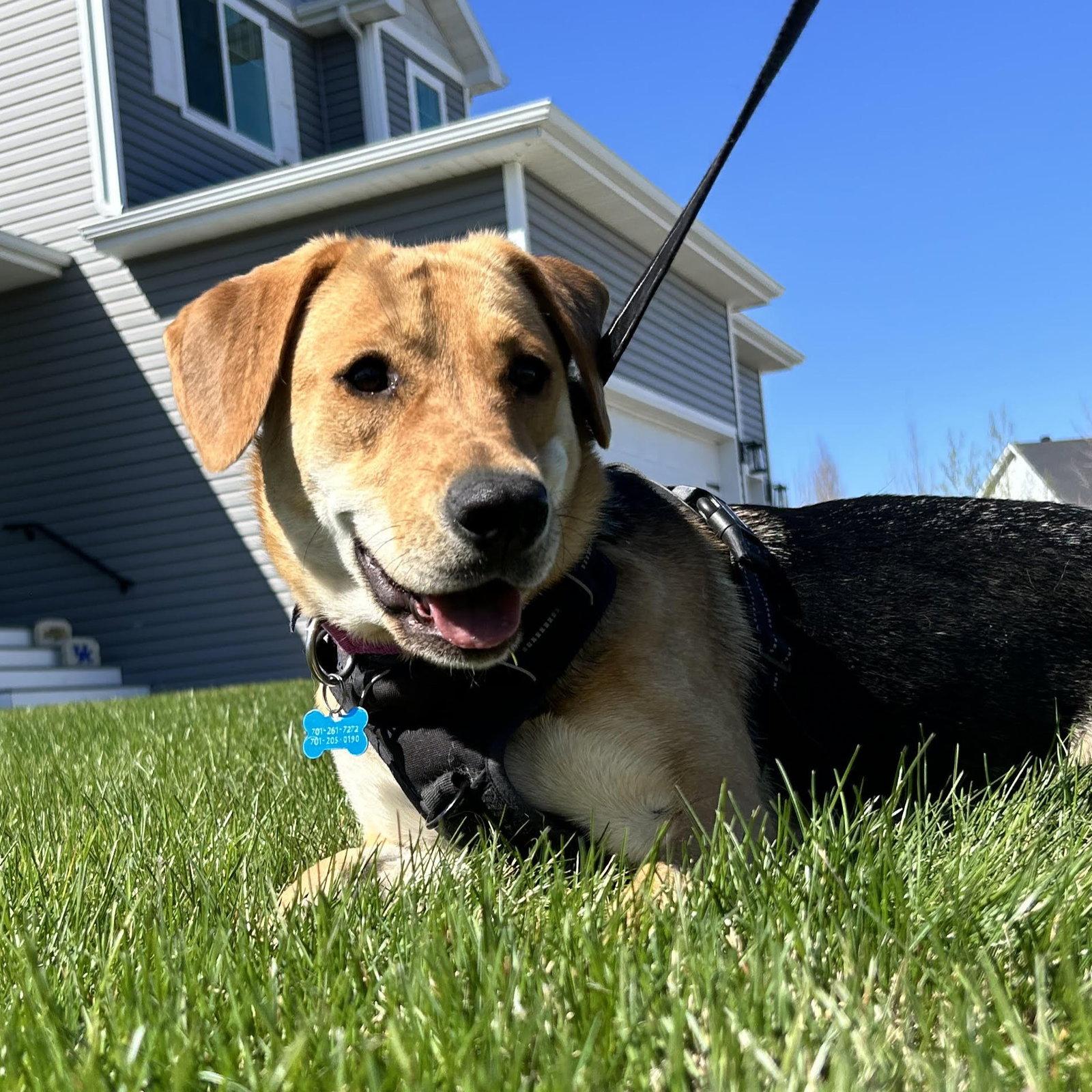 Enlarge Chai, a Adoptable Shepherd in Fargo, ND image 3/3
