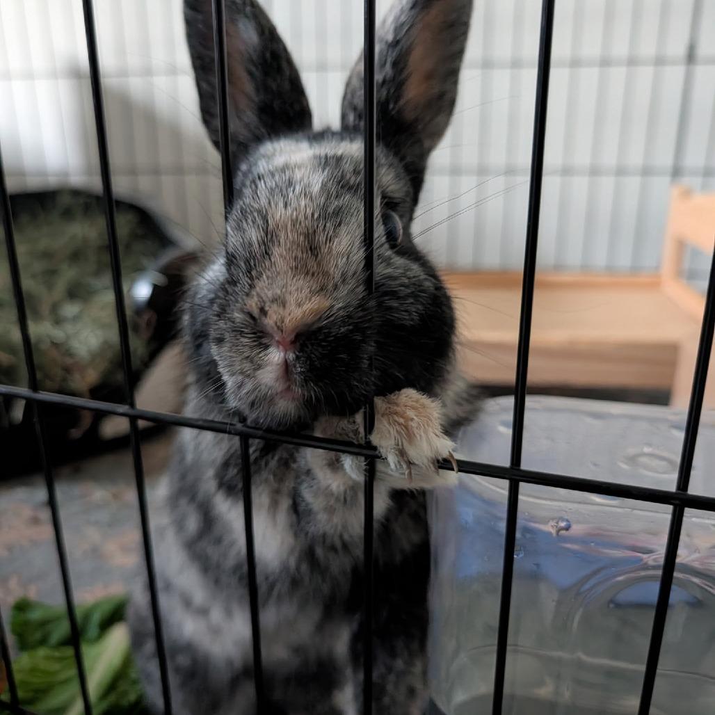 Fern, a Adoptable mixed breed in Portland, OR image 1/4