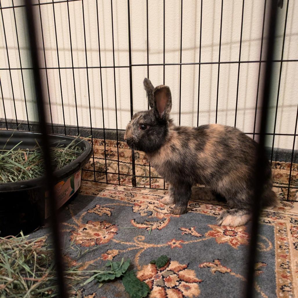 Fern, a Adoptable mixed breed in Portland, OR image 3/4