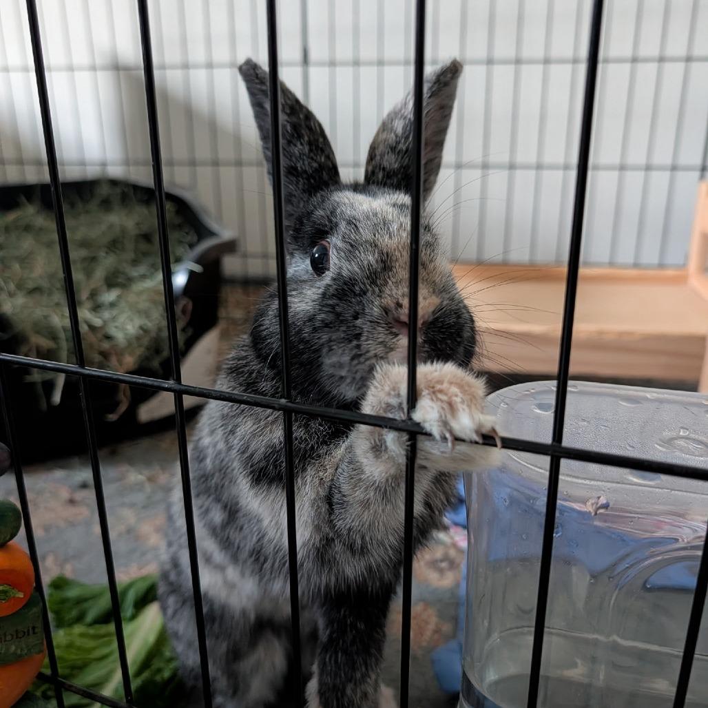 Fern, a Adoptable mixed breed in Portland, OR image 4/4