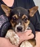 Enlarge Sissy, an adopted mixed breed in San Luis, CO image 1/3