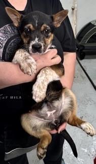 Enlarge Sissy, an adopted mixed breed in San Luis, CO image 2/3