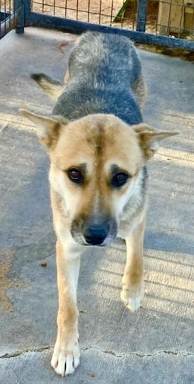 Enlarge Sissy, an adopted mixed breed in San Luis, CO image 3/3